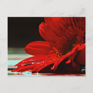 Rote Gänseblümchen-Gerbera-Blume Postkarte