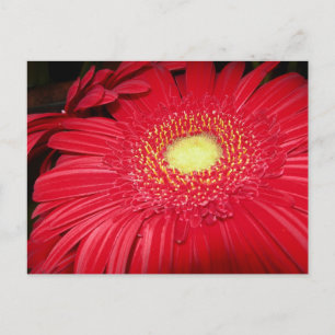 Rote Gänseblümchen-Postkarte Postkarte