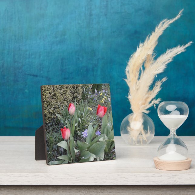 Rote Gartentulis Fotoplatte (InSitu)