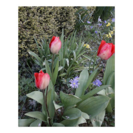 Rote Gartentulis Poster