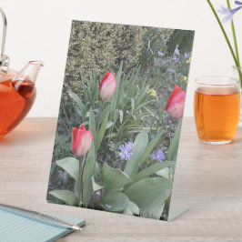 Rote Gartentulis Sockelschild