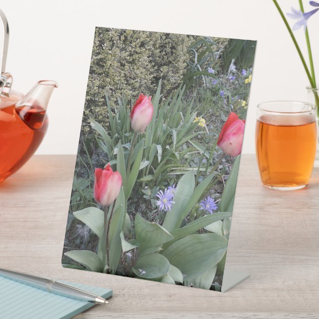 Rote Gartentulis Sockelschild (In Situ)