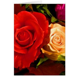Rote Gelbe Rose