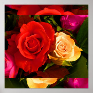 Rote Gelbe Rose I Poster