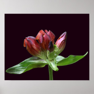 Rote gentianische Blume im Blut Nah Poster