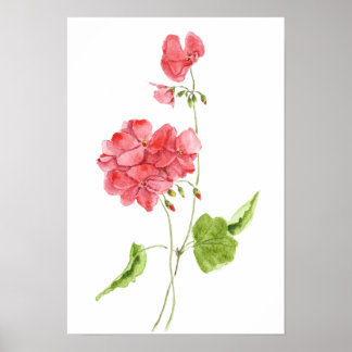 rote Geranien Aquarell Blumen Poster