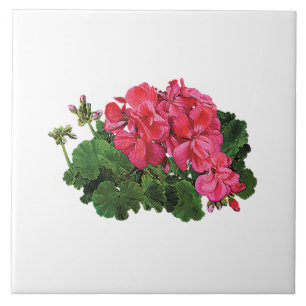 Rote Geranien mit Knospen Fliese