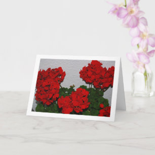 Rote Geranienblüten, Florales Porträt Karte