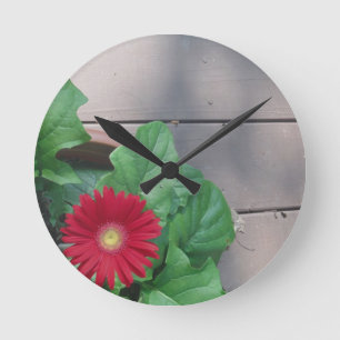 Rote Gerber Gänseblümchen-Blume Runde Wanduhr