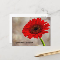 Rote Gerbera-Postkarte