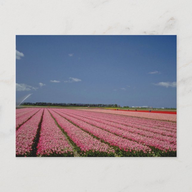 Rote Gerstenfelder, Zanskar Ladakh, indische Blume Postkarte (Vorderseite)