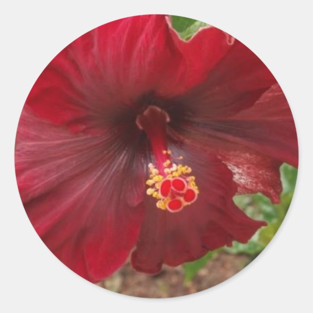 Rote Hawaii Hibiskus Pflanze Runder Aufkleber (Vorderseite)