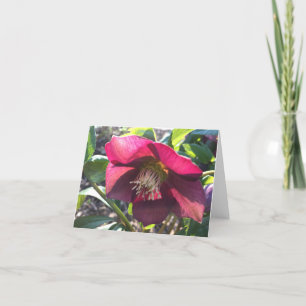 Rote Helleborus-Karte (Rose Lenten) (leer) Dankeskarte