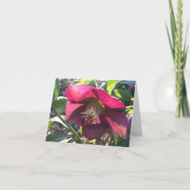 Rote Helleborus-Karte (Rose Lenten) (leer) Dankeskarte