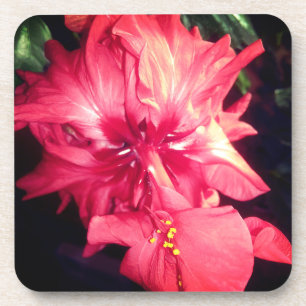 Rote Hibiskus-Blume Untersetzer