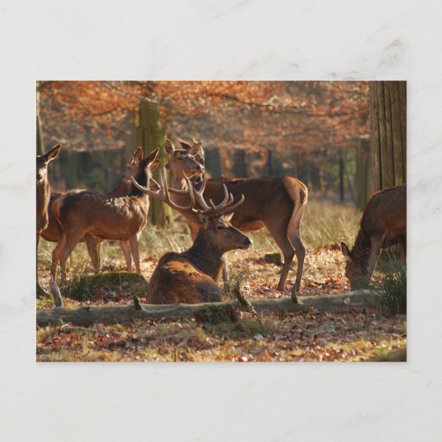 Rote Hirsche im Autumnalwald Postkarte (Vorderseite)