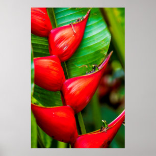 Rote Hummer Klaw Heliconia, Kauai, Hawaii Poster