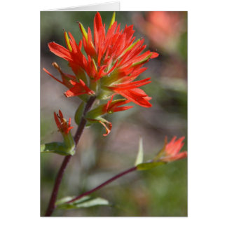 Rote indischer Malerpinsel-Blume