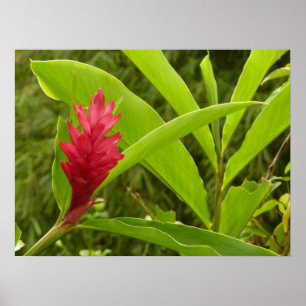Rote Ingwerblüte (Alpinia) Tropisch Poster