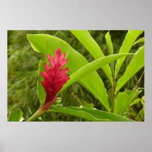 Rote Ingwerblüte (Alpinia) Tropisch Poster