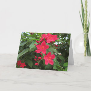 Rote Jatropha-Blüten Karte