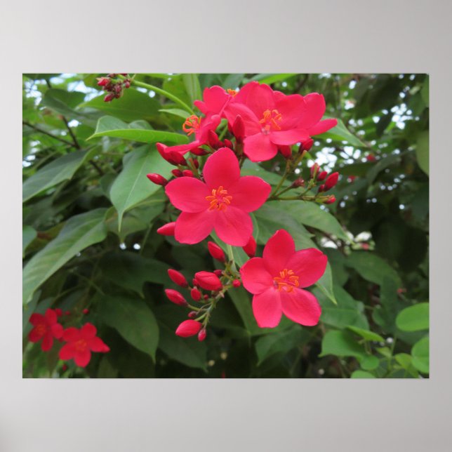 Rote Jatropha-Blüten Poster (Vorne)