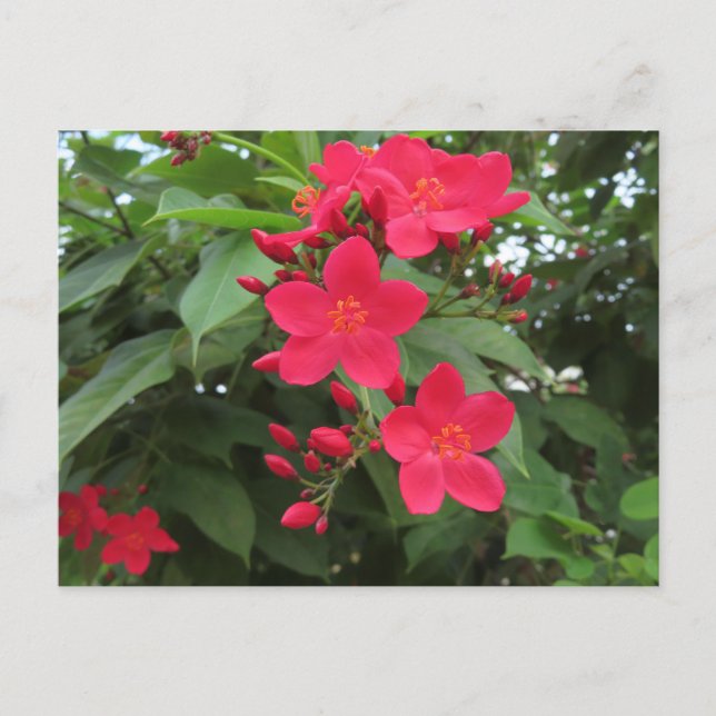 Rote Jatropha-Blüten Postkarte (Vorderseite)