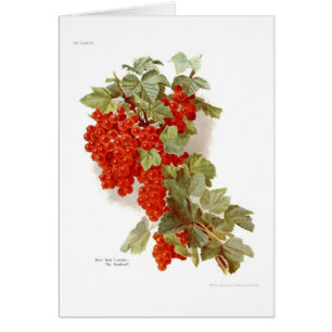 Rote Johannisbeere 'das Southwell