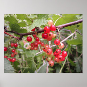 Rote Johannisbeere Poster