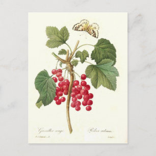 Rote Johannisbeere Postkarte