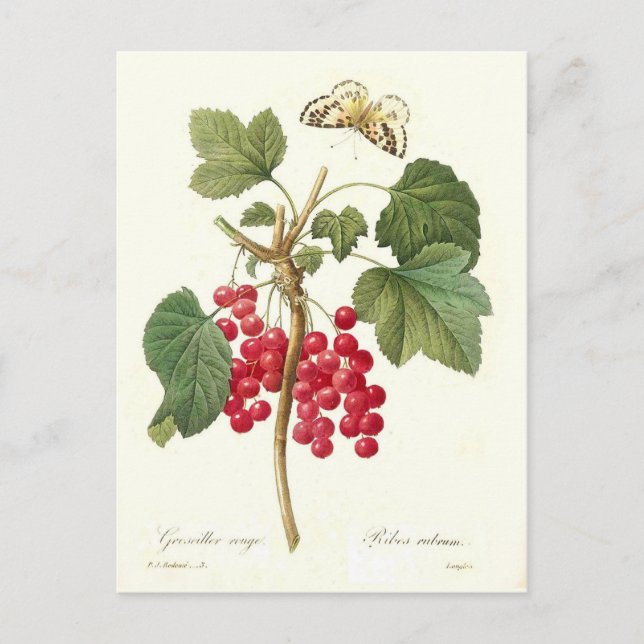 Rote Johannisbeere Postkarte (Vorderseite)