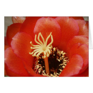 Rote Kaktusblüte