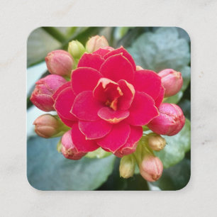 Rote Kalanchoe-Blume Quadratische Visitenkarte