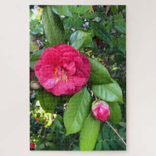 Rote Kamelie, Palo Alto Puzzle