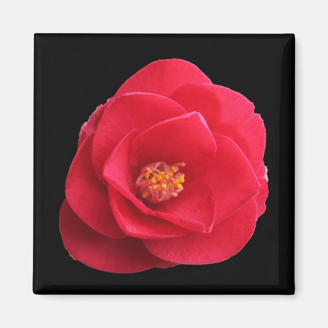 rote Kamelienblüte Magnet (Vorne)