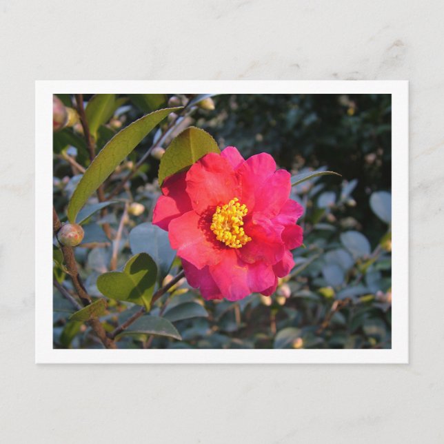 rote Kamelienblüte Postkarte (Vorderseite)