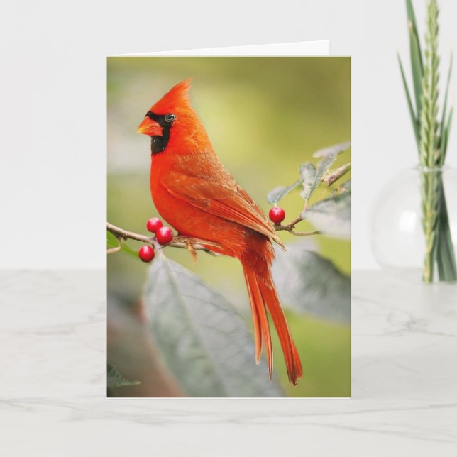 ROTE KARDINAL BIRD BIRTHDAY GREETING CARD KARTE (Vorderseite)
