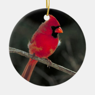 Rote Kardinals-Weihnachtsverzierung Keramikornament