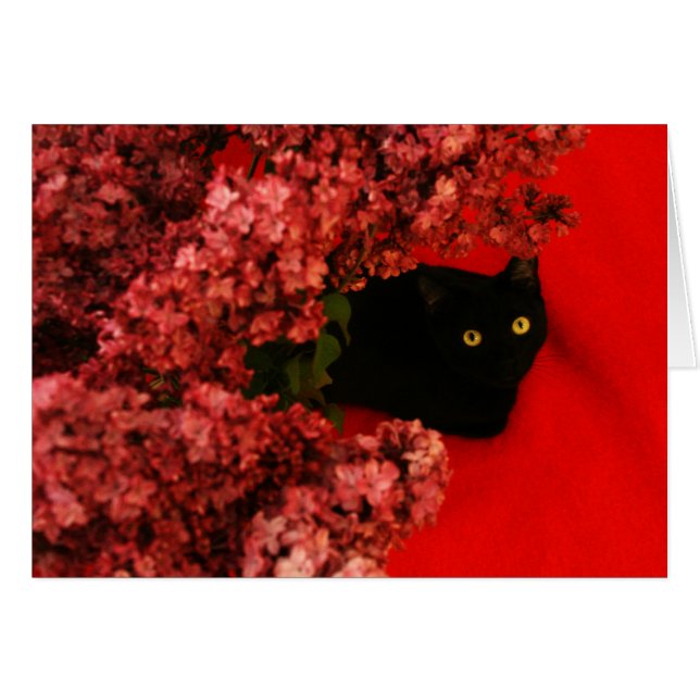 rote Katze (Vorderseite (Horizontal))