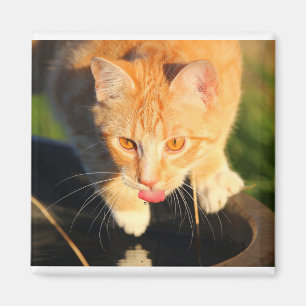 Rote Katze durstig Magnet