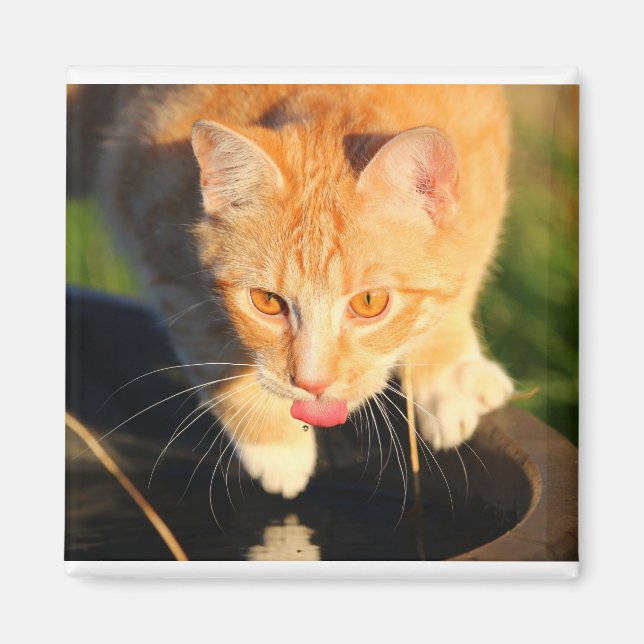 Rote Katze durstig Magnet (Vorne)