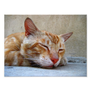 rote Katze Fotodruck