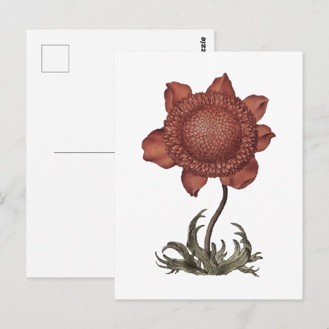 Rote Klatschmohn-Anemonenblüte  Postkarte (Vorne/Hinten)