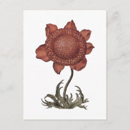 Rote Klatschmohn-Anemonenblüte  Postkarte