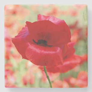 Rote Klatschmohnblüte im Vintage-Stil Steinuntersetzer