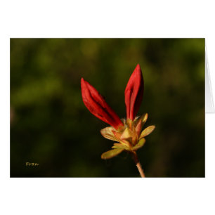 rote Knospen