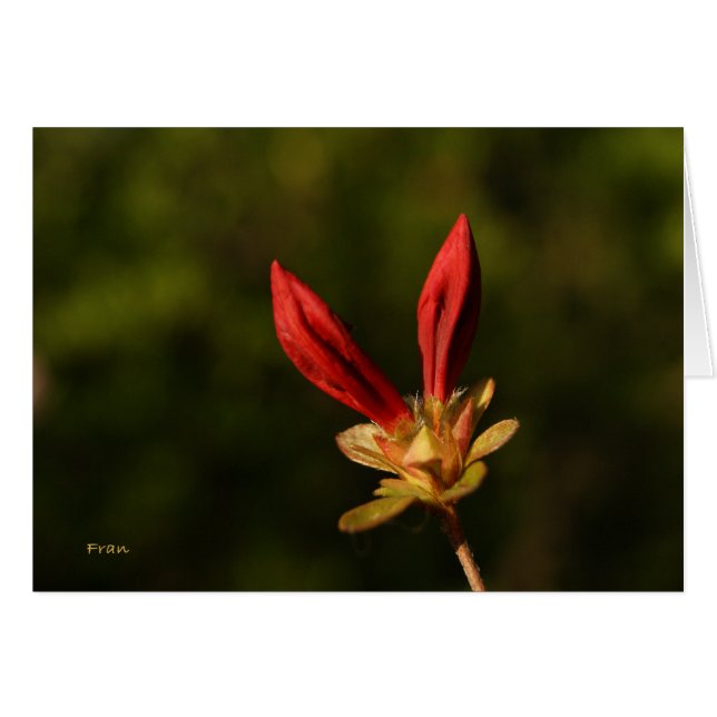 rote Knospen (Vorderseite (Horizontal))