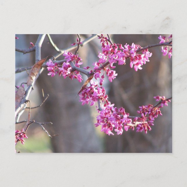 rote Knospen Postkarte (Vorderseite)