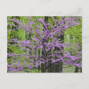 Rote Knospenbäume in voller Frühjahrsblüte in der Postkarte