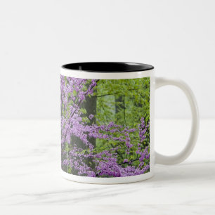 Rote Knospenbäume in voller Frühlingsblüte in der Zweifarbige Tasse